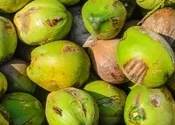 pile fresh green coconut old 260nw 1466058917